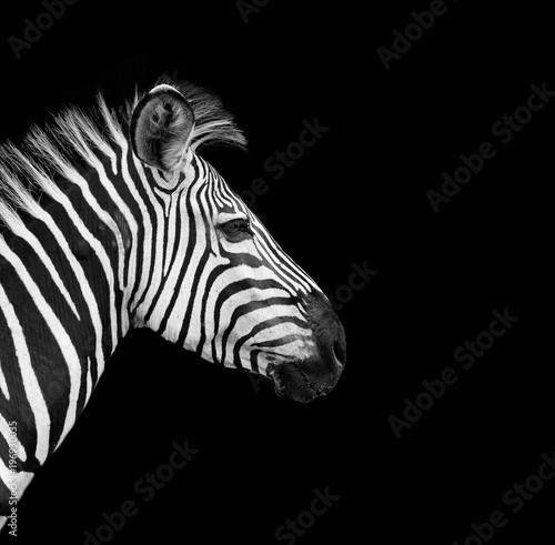 Wild African Zebra with a black background