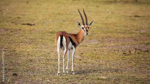 Thomson's gazelle (Eudorcas thomsonii) looking back. Tsavo East National Park, Kenya