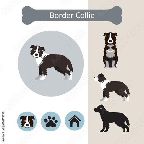 Border Collie Dog Breed Infographic, Front and Side View, Icon