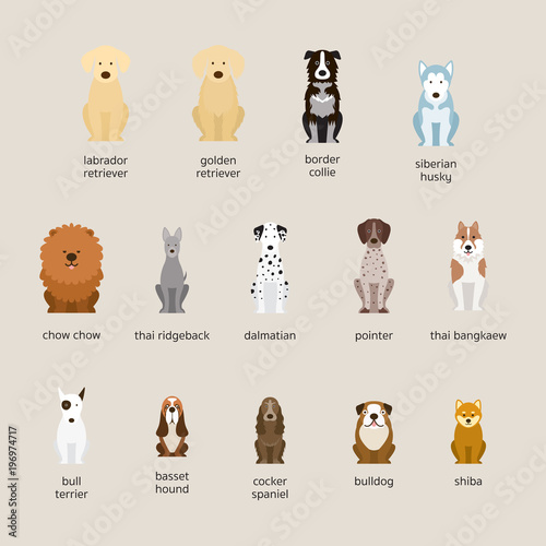 Dog Breeds Set, Large and Medium Size, Front View, Vector Illustration
