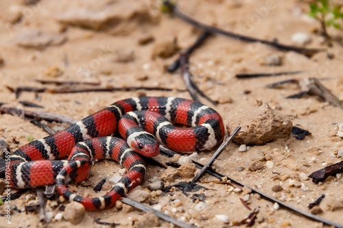 A Scarlet Kingsnake in Florida