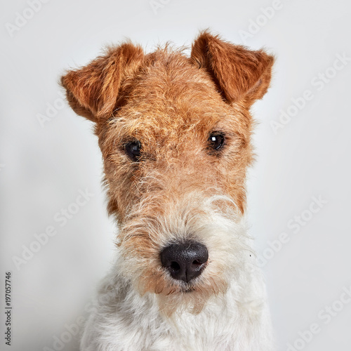 Fox Terrier Portrait Isolated