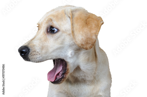 Labrador dog with open mouth, isolated on white background