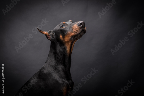 Doberman Pinscher