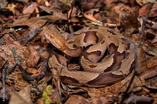 Southern Copperhead Snake