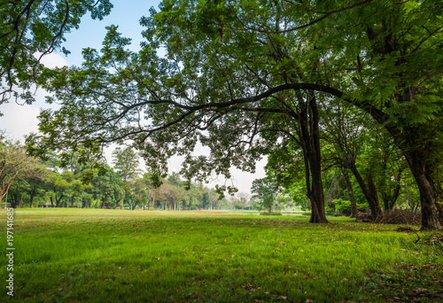 Big tree with green grass field in Public Park