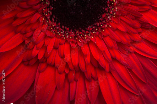 Flower of gerber daisy collection