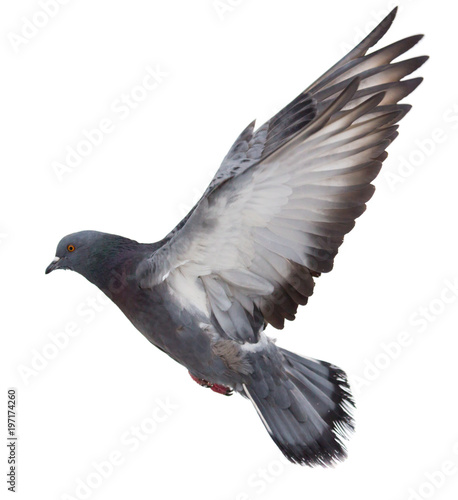 Dove in flight on a white background