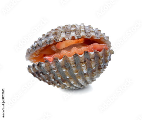 fresh cockles seafood on white background