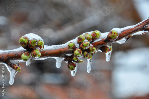 Ice on branch with spring buds. Damage to the orchard. Weather condition, frost and agriculture disaster