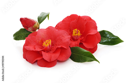 flowers of camellia on a white background