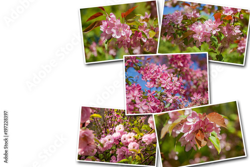 Collage blooming apple trees in the garden, the flowers on the trees in