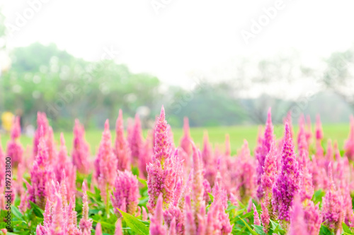 Soft focused on pink flowers bloom on abstract blurred background in a vast flower field. Beautiful and refreshing when see this scenery