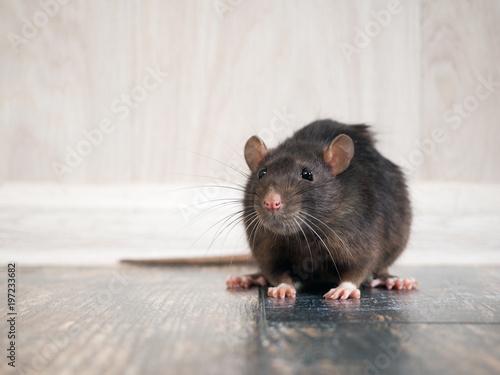 Rat in the house on the floor