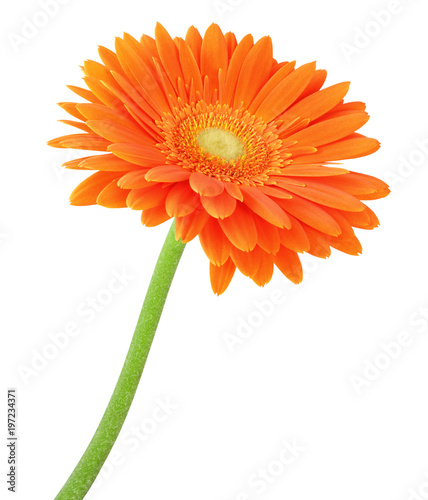 Wonderful Gerbera isolated on white background, including clipping path.