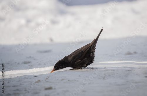 single blackbird on snow, closeup, mały czarny ptak, żółty dziób, zimowy portret, biały śnieg