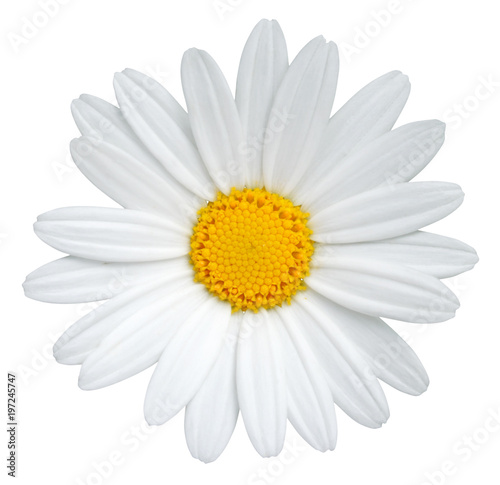 Beautiful Daisy (Marguerite) isolated on white background, including clipping path.