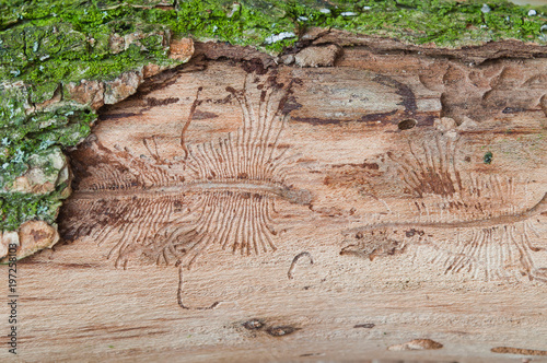 The imprint of the bark beetle under the bark of the tree