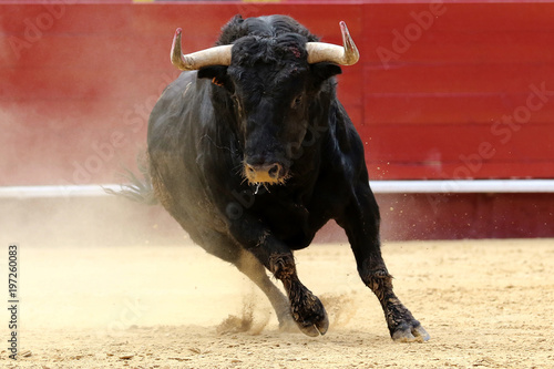 toros 