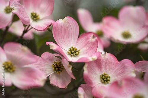 Pink dogwood branch in bloom