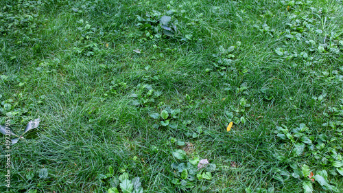 Weeds lush fields