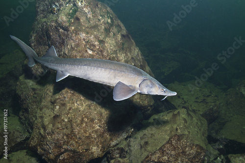 Freshwater fish Siberian Sturgeon, Acipenser baeri in the beautiful clean river. Underwater photography of swimming sturgeon in the nature. Wild life animal. River habitat. Live in the lake.