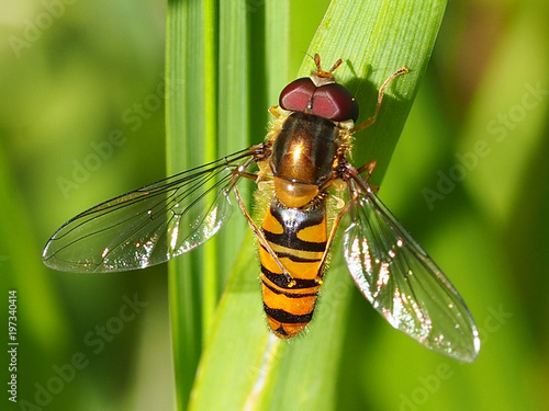 Marmalade Hoverfly (Episyrphus balteatus)