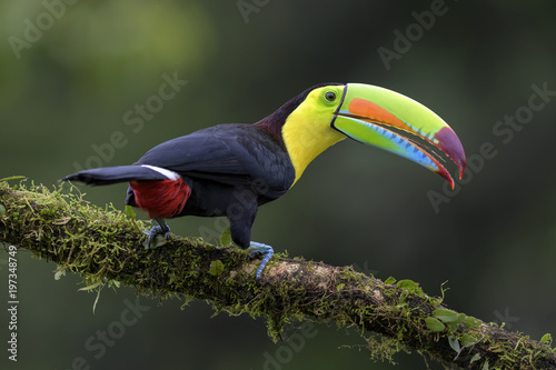 Keel-billed Toucan - Ramphastos sulfuratus, large colorful toucan from Costa Rica forest with very colored beak.