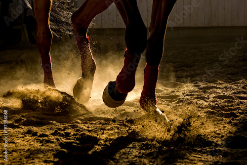 Detail of a horse training inside a horseback riding school in Romania, dust and back light