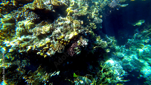 underwater marine world
