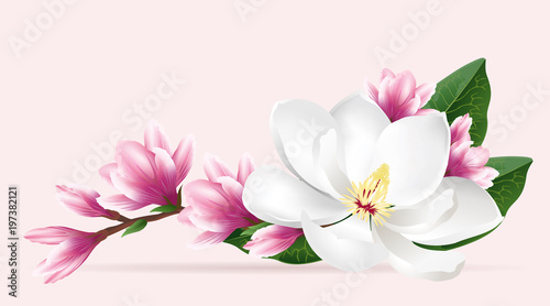 Pink magnolia flowers. Realistic vector brush illustration of two blloming magnolia branches isolated on light background.