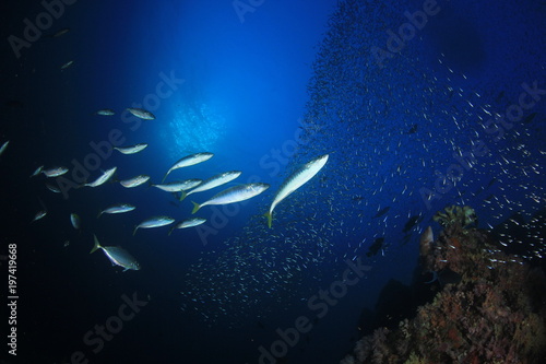 Tuna fish hunting sardines