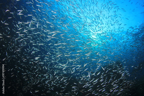 Tuna fish hunting sardines