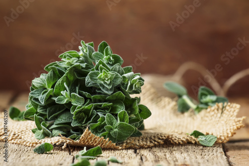 Fresh green oregano or Origanum vulgare in a beam, vintage wood background, selective focus
