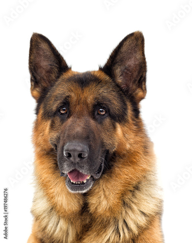 dog portrait looks
