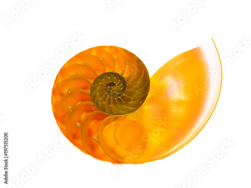 Closeup of a beautiful nautilius orange shell on a white background