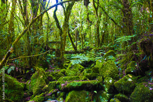 Jungle Mousse - Ile de la Réunion