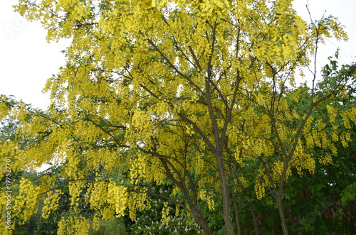 Kwitnące drzewo złotokap zwyczajny, Laburnum anagyroides