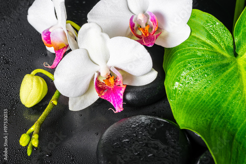 beautiful spa concept of white orchid flower, green leaf Calla lily with drops and black zen stones, close up