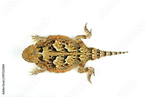 Wüsten-Krötenechse (Phrynosoma platyrhinos) - Desert Horned Lizard 
