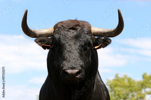 bull in spain