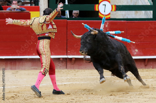 bull in spain