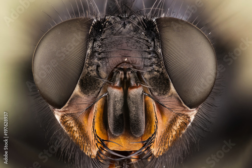 Focus Stacking - Common Blue Bottle Fly, Bluebottle Fly, Flies