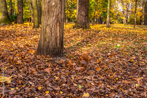 wiewiórka w parku w słoneczny jesienny dzień