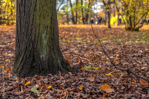 Wiewiórka pod drzewem w parku