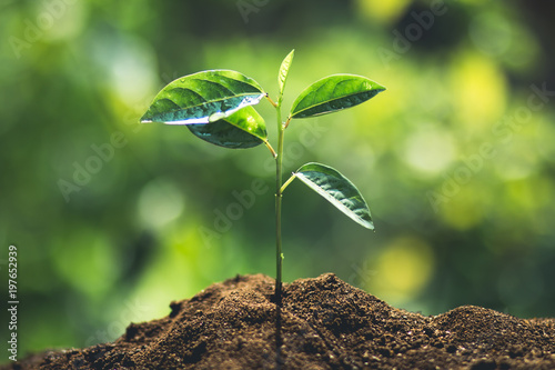 plant a tree passion fruit Sapling in nature light and blackground