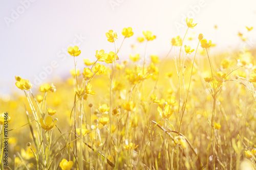 Blooming yellow flower in the field on a sunny day in the summer time