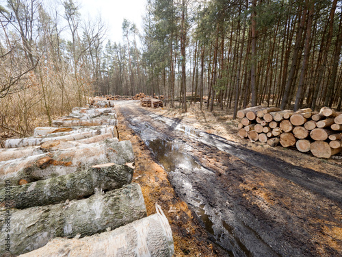 Kłody drewna ułożono na leśnej drodze oczekujące na wywóz