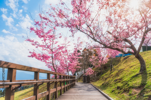 Sakura, Cherry blossoms flower, Garden walk way with beautiful pink sukura full blooming branch tree background with sunny day in spring season, Thaiwan