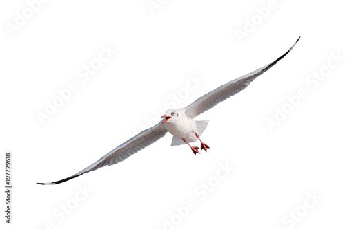 seagulls flying isolated on white background - clipping paths